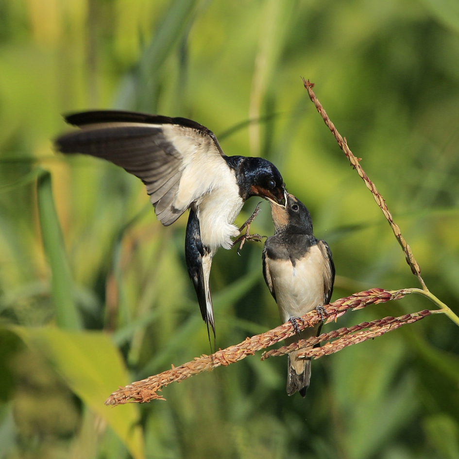 Voertijd - Vogels - Boerenzwaluw