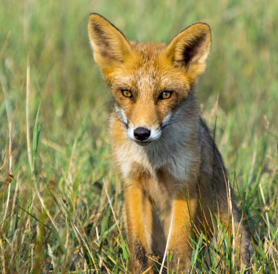Vos. - Zoogdieren - Vos.