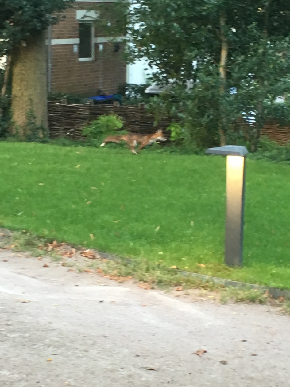 Vos in onze tuin - Zoogdieren - 