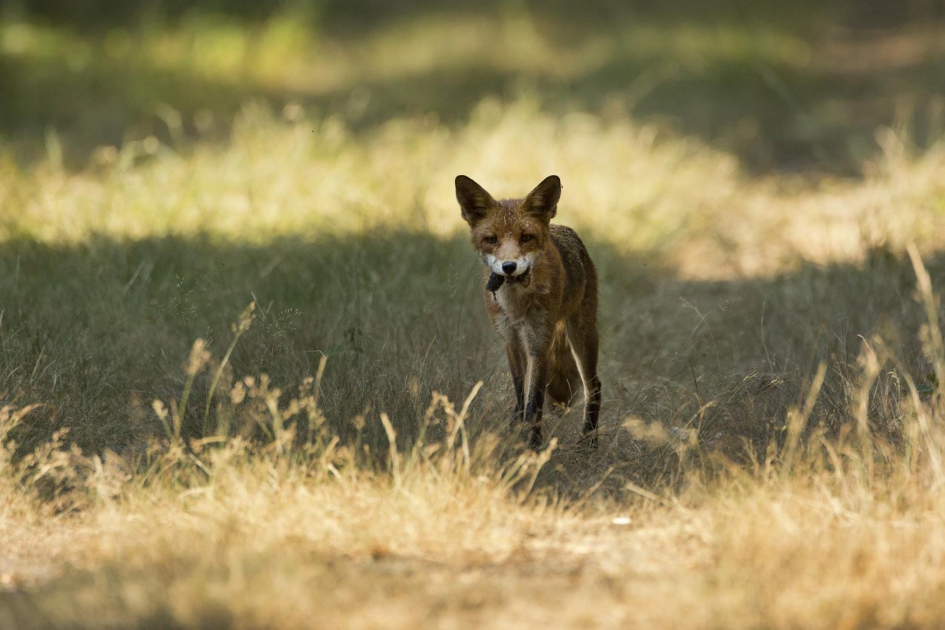 Vos met prooi over het bospad. - Zoogdieren - Vos
