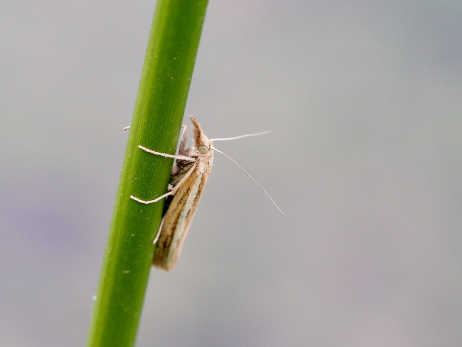 Vroege grasmot - Geleedpotigen - Vroege grasmot