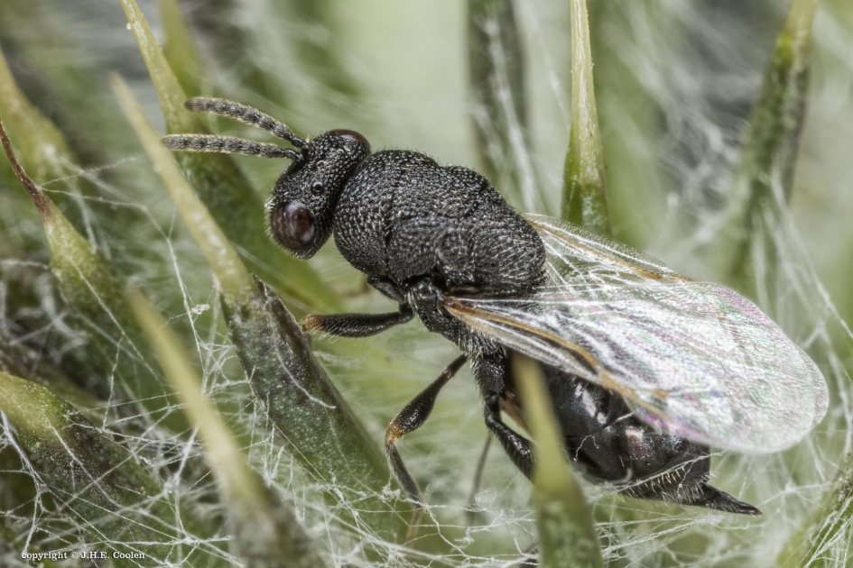 Vrouwtje bronswesp (Eurytoma heriadi Zerova) - Geleedpotigen - Vrouwtje bronswesp
