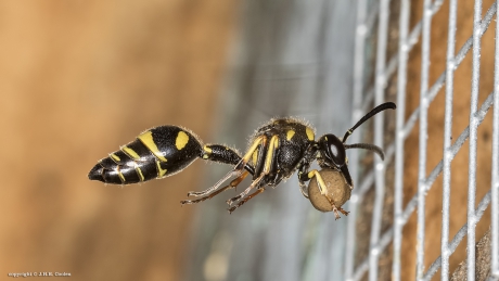 Vrouwtje van de urntjeswesp (Eumenes papillarius)