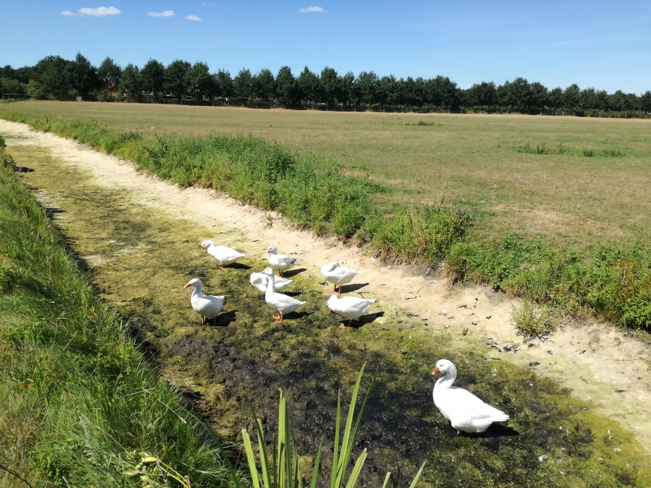 Water verdwenen uit de sloot - wij zoeken dit tot op de bodem uit. - Overig - Ganzen, Fotowedstrijd "droogte in beeld"