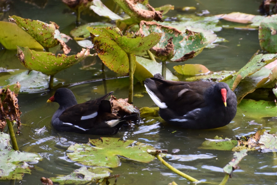 Waterhoentjes - Vogels - 