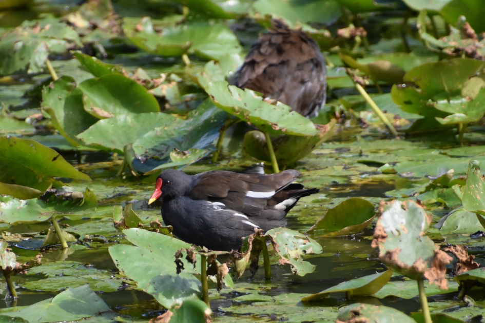 Waterhoentje - Vogels - 