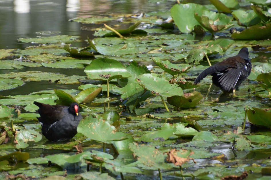 Waterhoentjes - Vogels - 