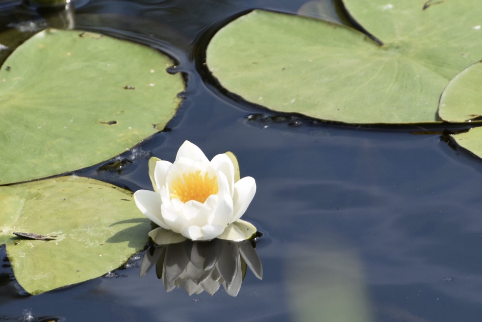 Waterlelie - Planten - 