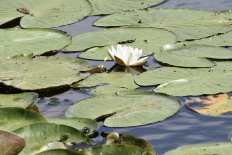 Waterlelie