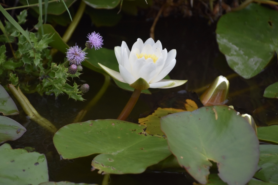 Waterlelies en distels - Planten - 