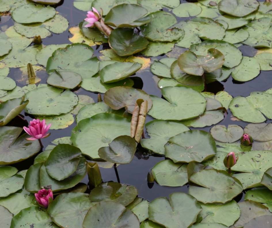Waterlelies - Planten - 