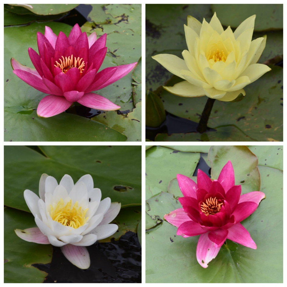 Waterlelies - Planten - 