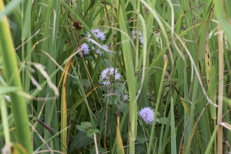 Watermunt - Planten - 