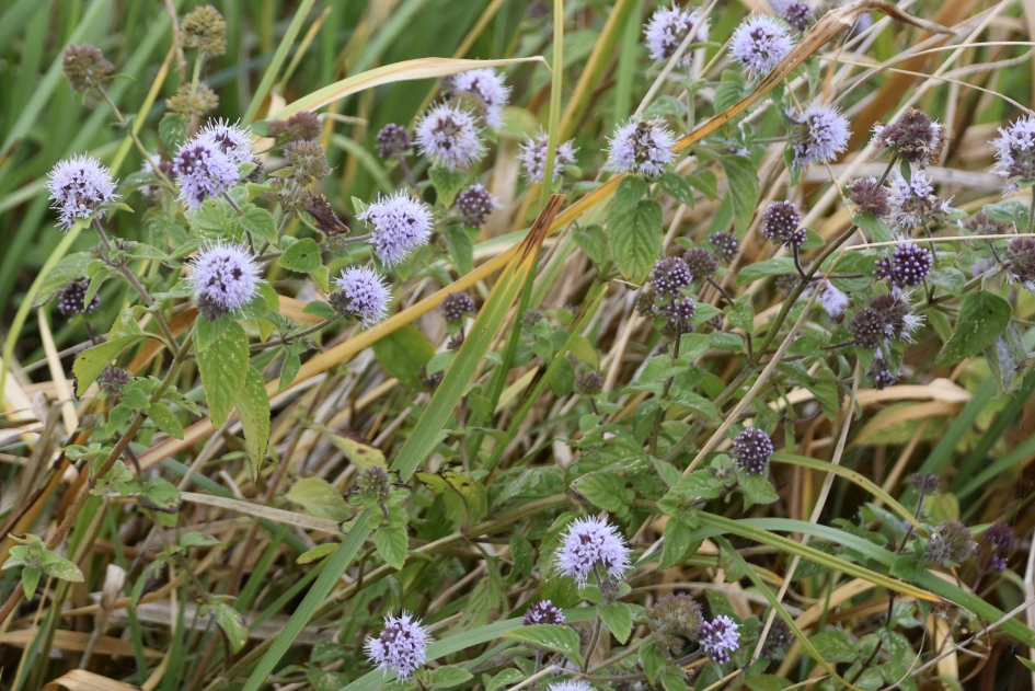 Watermunt - Planten - 
