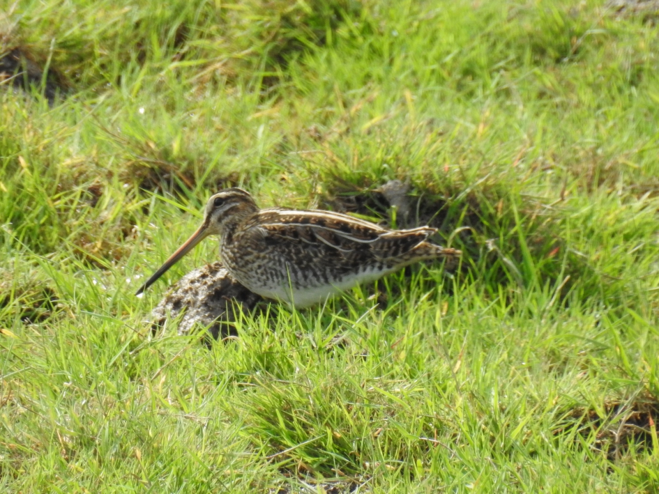 Watersnip - Vogels - Watersnip