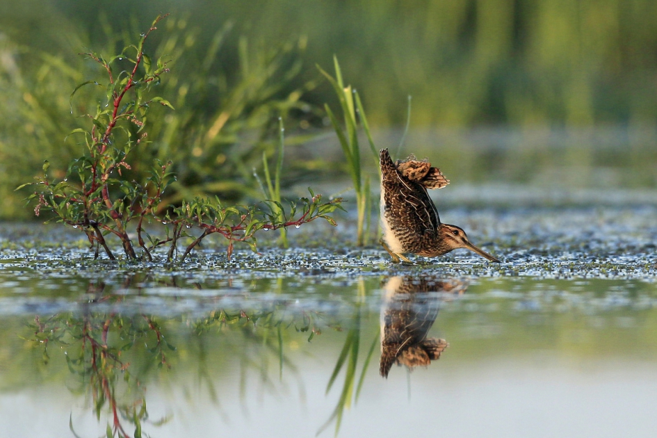 Watersnip - Vogels - Watersnip