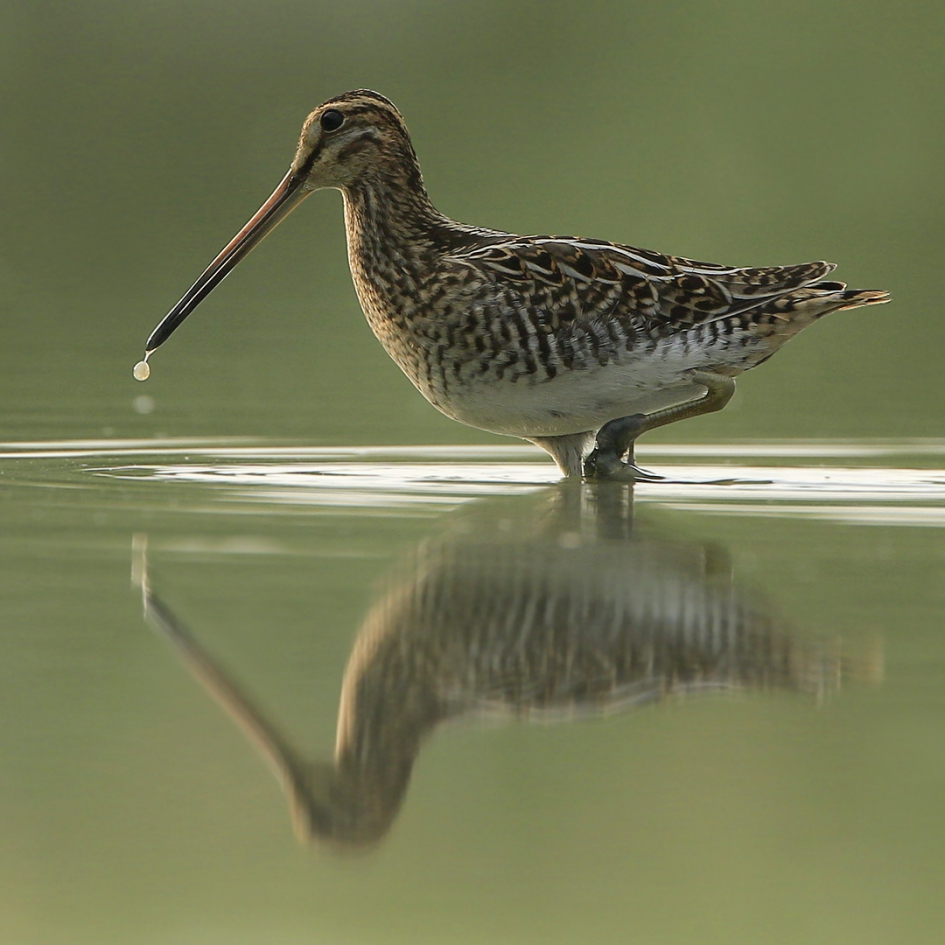 Watersnip II - Vogels - Watersnip