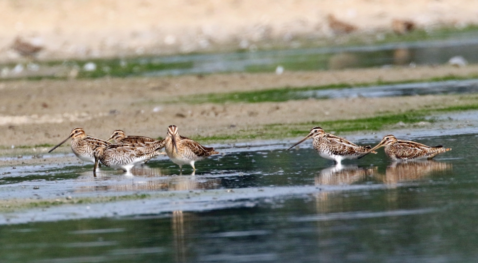 Watersnippen (1) - Vogels - 