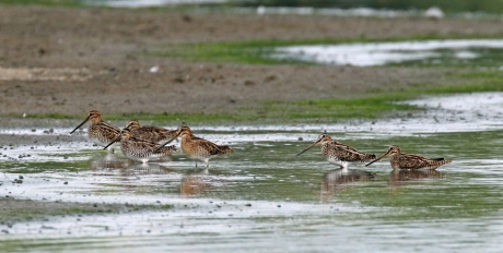 Watersnippen (2)