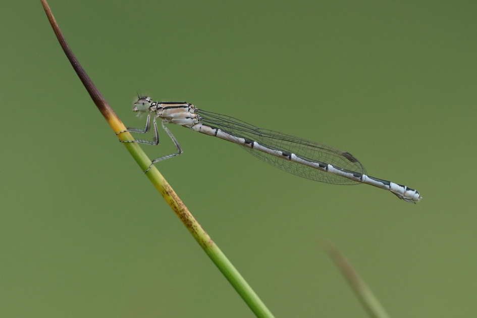 watersnuffel -v- - Geleedpotigen - 