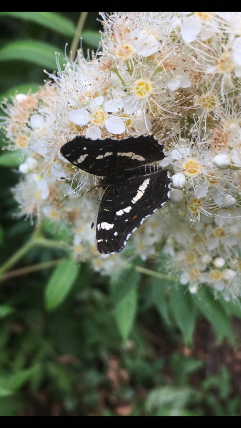 Welke vlinder - Geleedpotigen - 