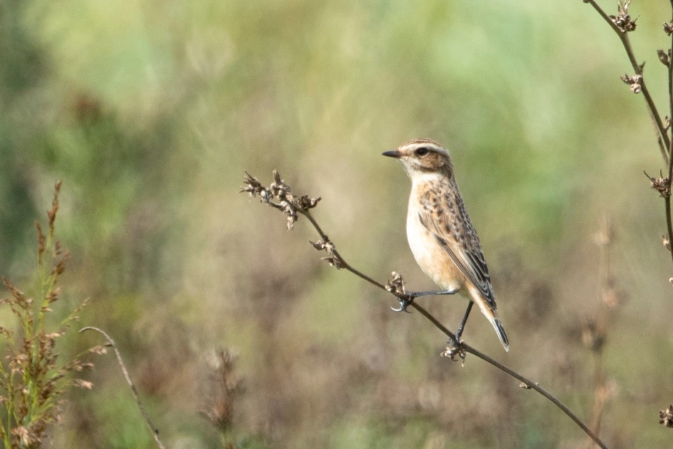 welke vogel is dit ? - Vogels - 