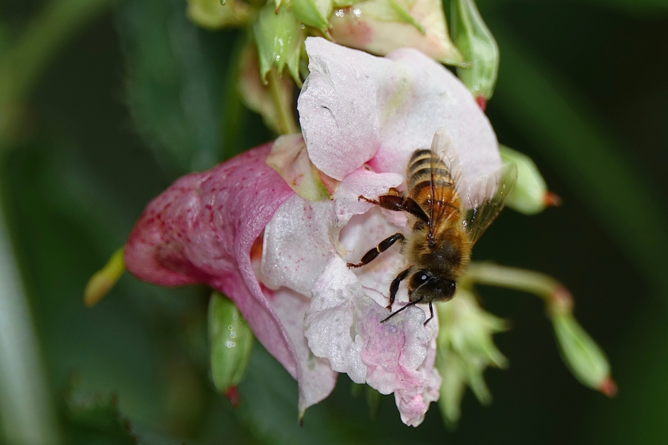 Werkster - Geleedpotigen - Honingbij