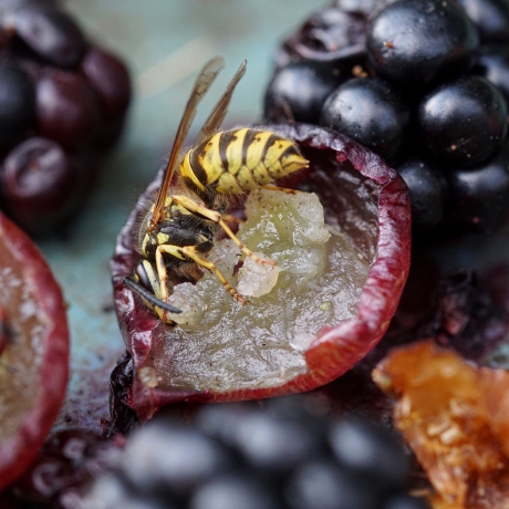 Wesp eet druif