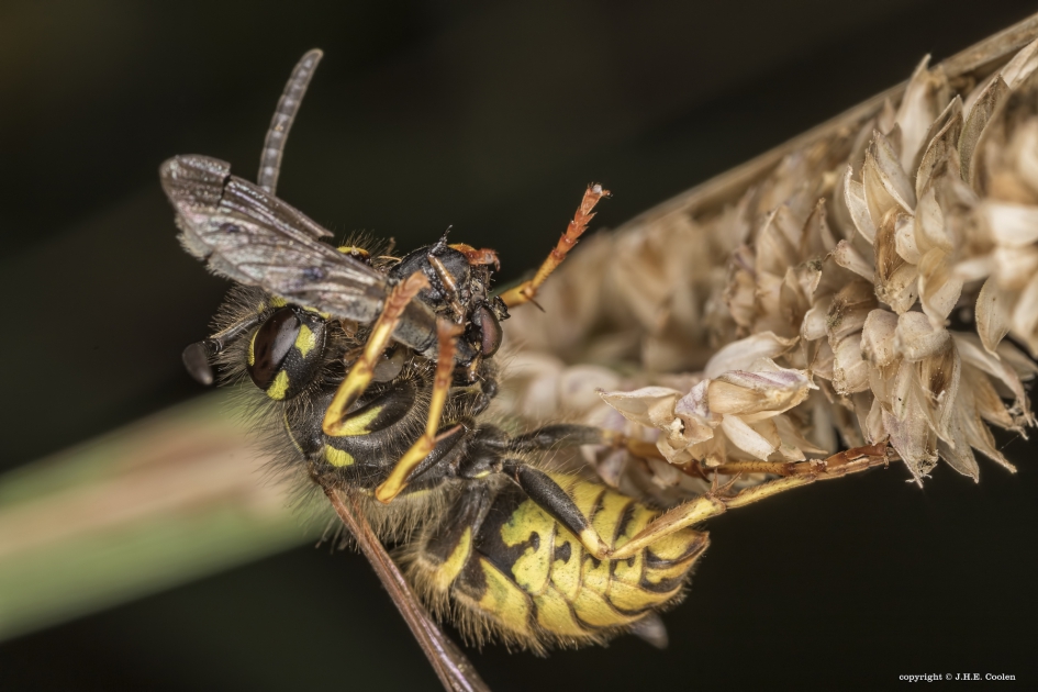 Wesp met prooi - Geleedpotigen - Wesp