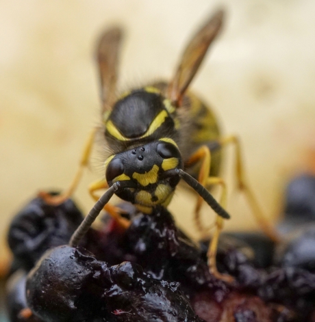 Wesp snoept van bramen (2)