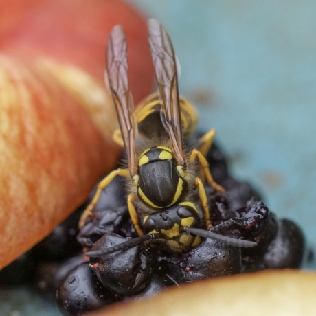 Wesp snoept van bramen