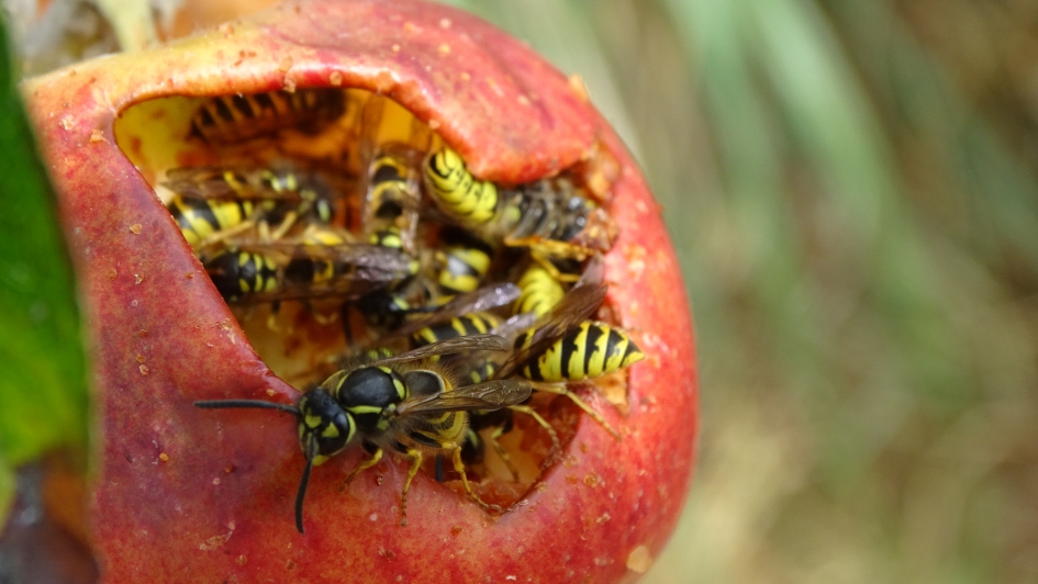 Wespenrestaurant - Zoogdieren - 