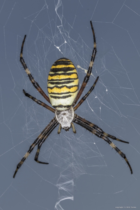 Wespenspin of tijgerspin