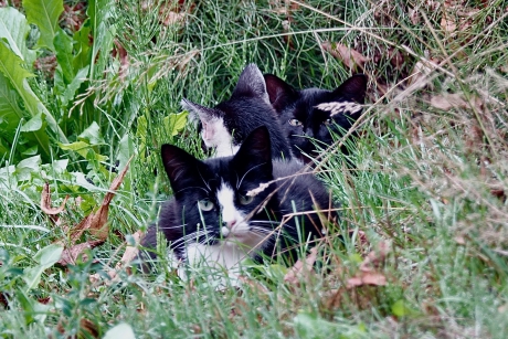 Bespied door wilde kittens in een weiland