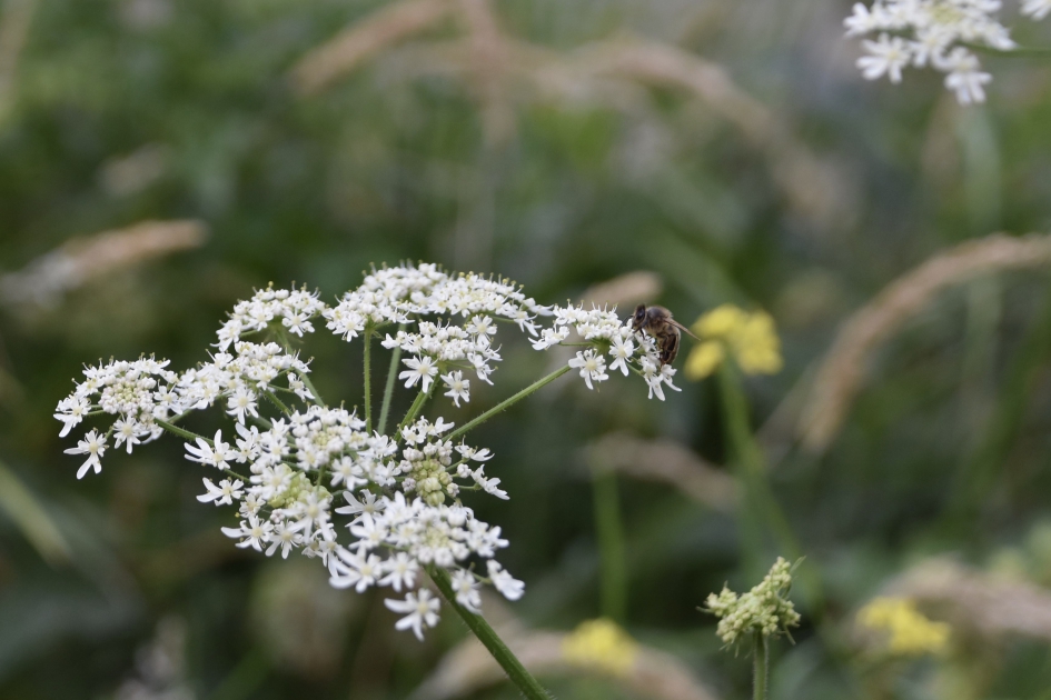 Wilde peen met bezoek - Planten - 