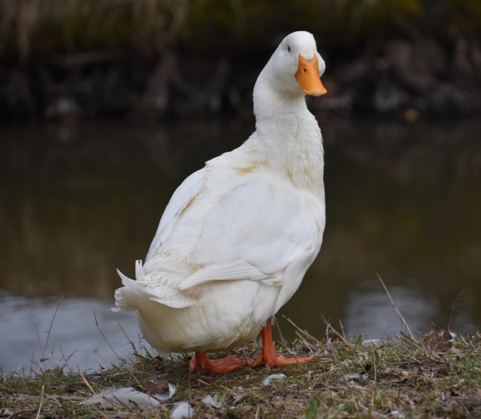 Witte eend - Vogels - 