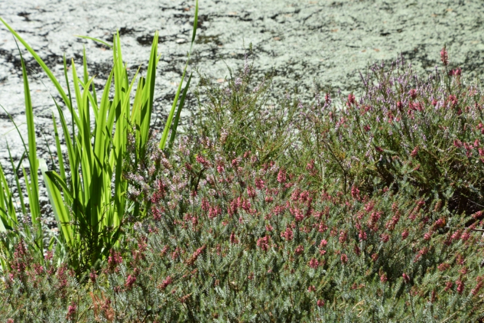Witte hei - Planten - 