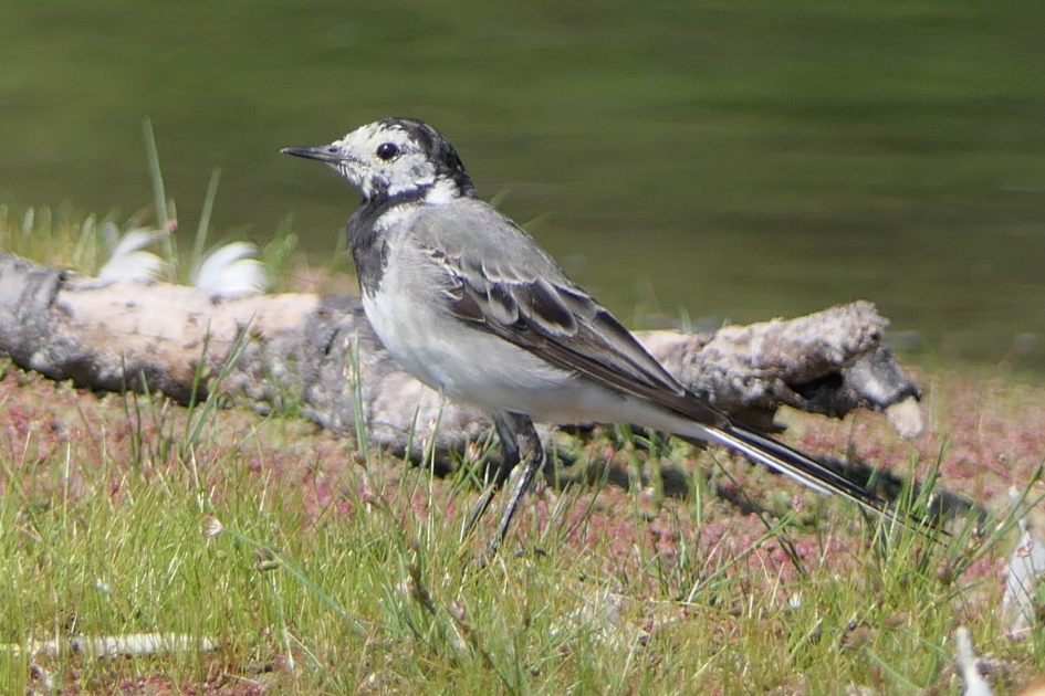 Witte kwikstaart - Vogels - Witte kwikstaart
