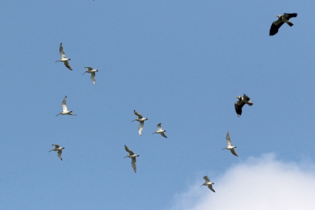 Wulpen (en 2 kieviten)