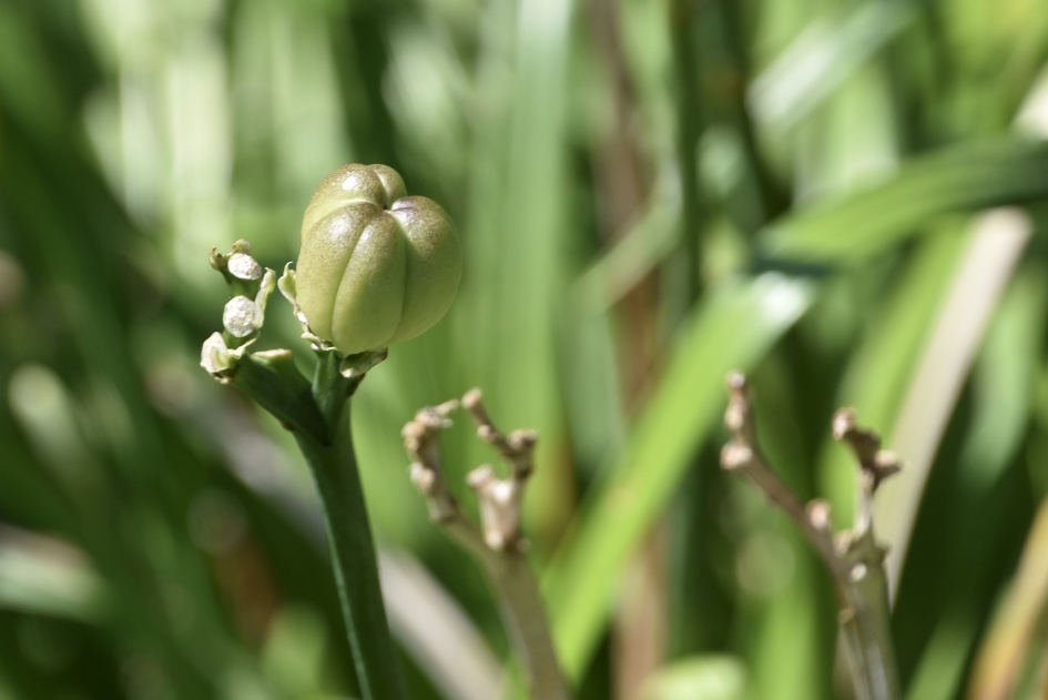Zaaddoos van de daglelie! - Planten - 