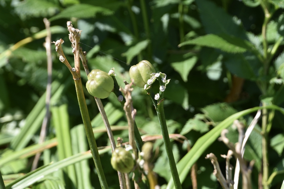 Zaaddozen van de daglelie! - Planten - 