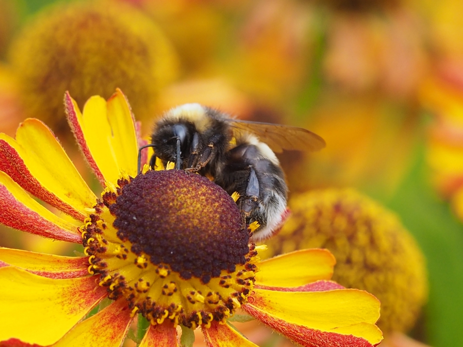 Zachter licht, zachtere kleuren - Geleedpotigen - Wrsch. Vierkleurige koekoekshommel