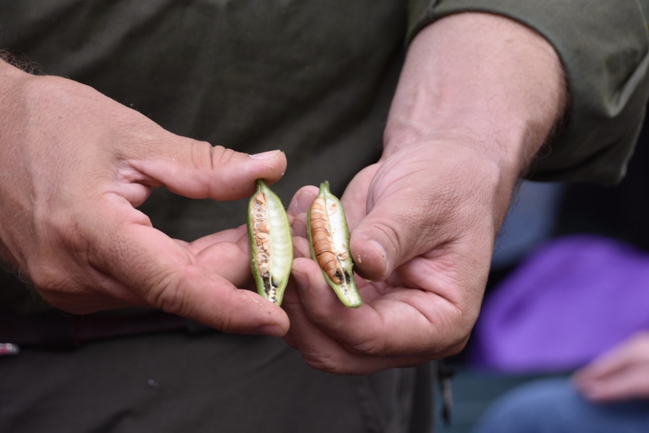 Zaden gele lis - Planten - 