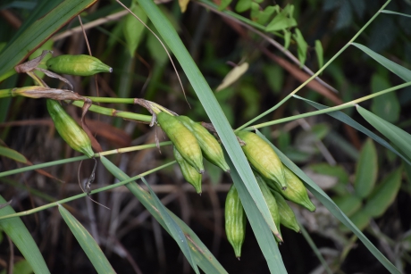 Zaden van de gele lis
