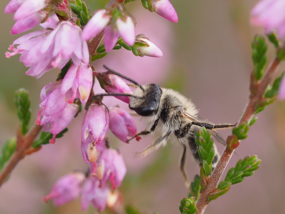 Zandbijtje op de hei - Geleedpotigen - Zandbij, mogelijk de asbij