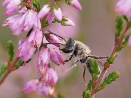 Zandbijtje op de hei