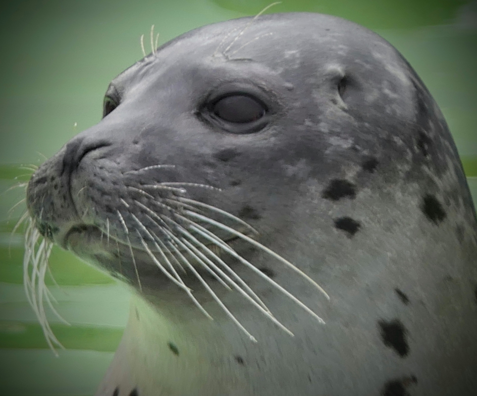 Zeehond - Zoogdieren - Zeehond