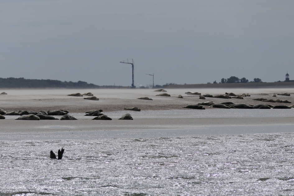 Zeehonden - Zoogdieren - Zeehond