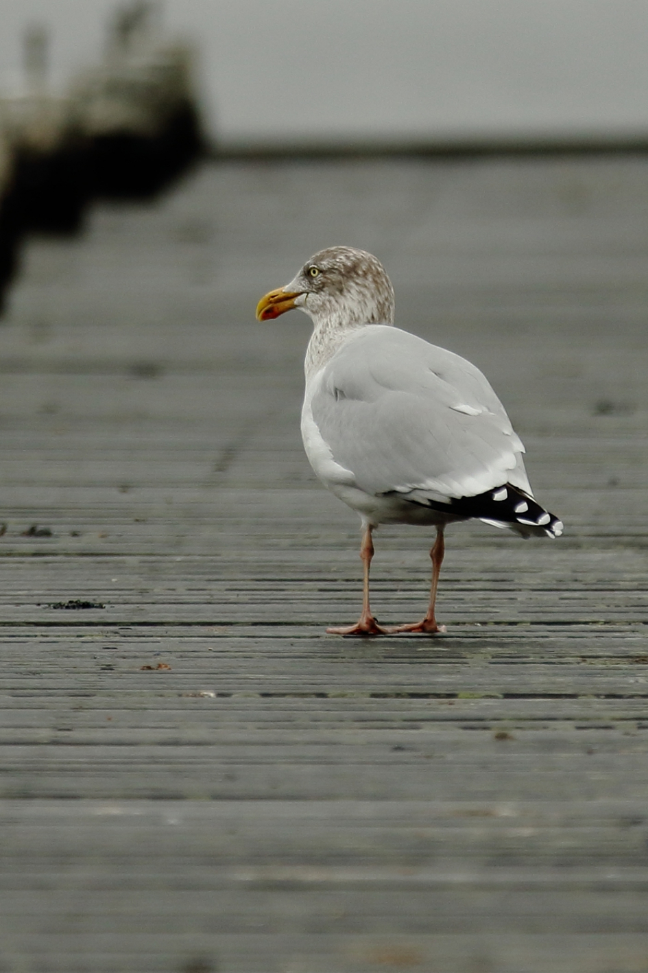 zilvermeeuw - 3de kalenderjaar- - Vogels - 