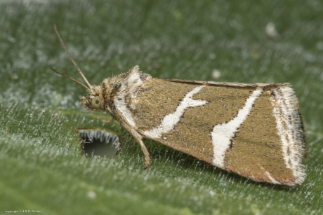 Zilverstreep (Deltote bankiana)